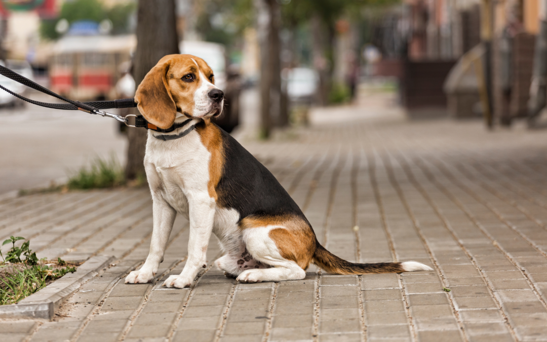 Did You Know? Dog Waste Stations Can Increase Property Appeal and Value.